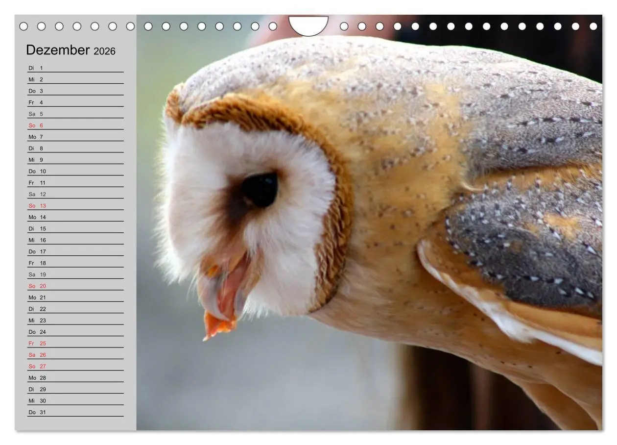 Bild: 9783457997468 | Eulen. Gefiederte Weisheit (Wandkalender 2026 DIN A4 quer),...