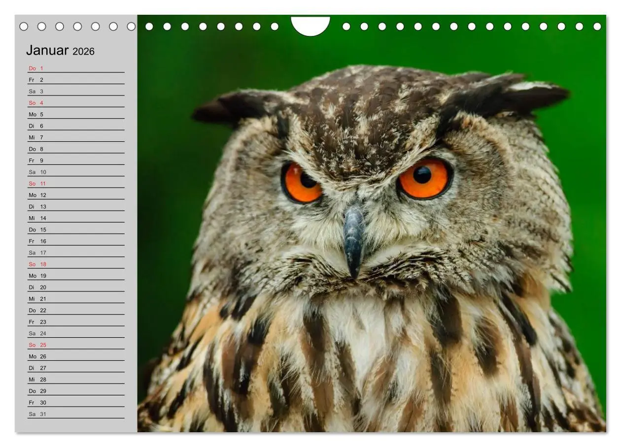Bild: 9783457997468 | Eulen. Gefiederte Weisheit (Wandkalender 2026 DIN A4 quer),...