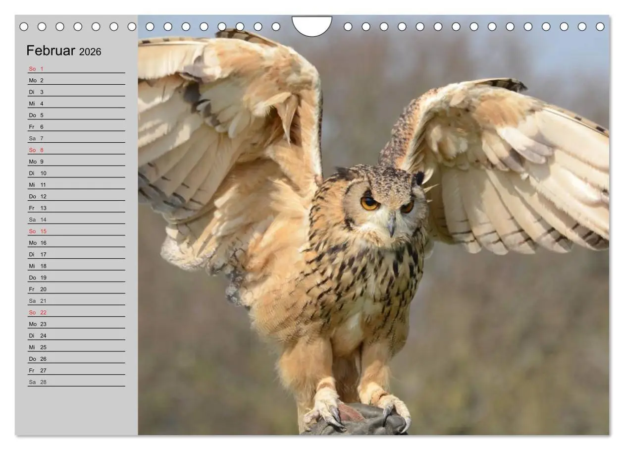 Bild: 9783457997468 | Eulen. Gefiederte Weisheit (Wandkalender 2026 DIN A4 quer),...