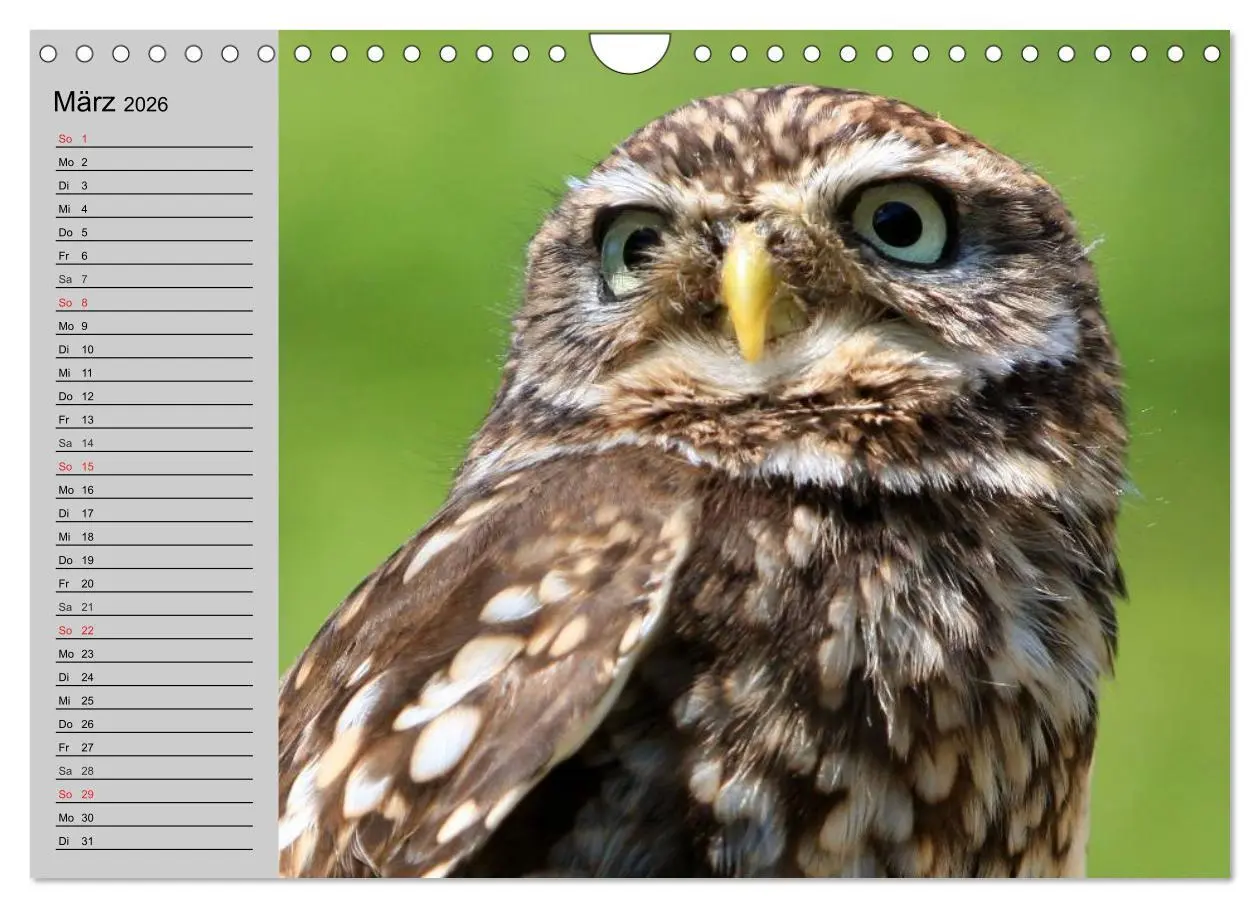 Bild: 9783457997468 | Eulen. Gefiederte Weisheit (Wandkalender 2026 DIN A4 quer),...