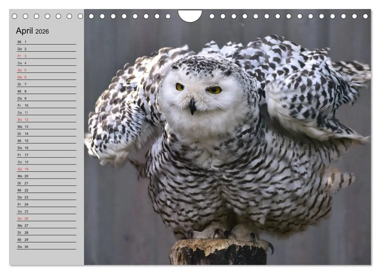 Bild: 9783457997468 | Eulen. Gefiederte Weisheit (Wandkalender 2026 DIN A4 quer),...
