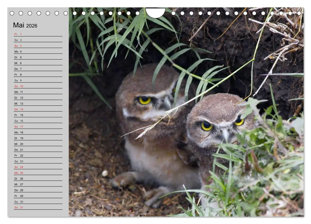 Bild: 9783457997468 | Eulen. Gefiederte Weisheit (Wandkalender 2026 DIN A4 quer),...