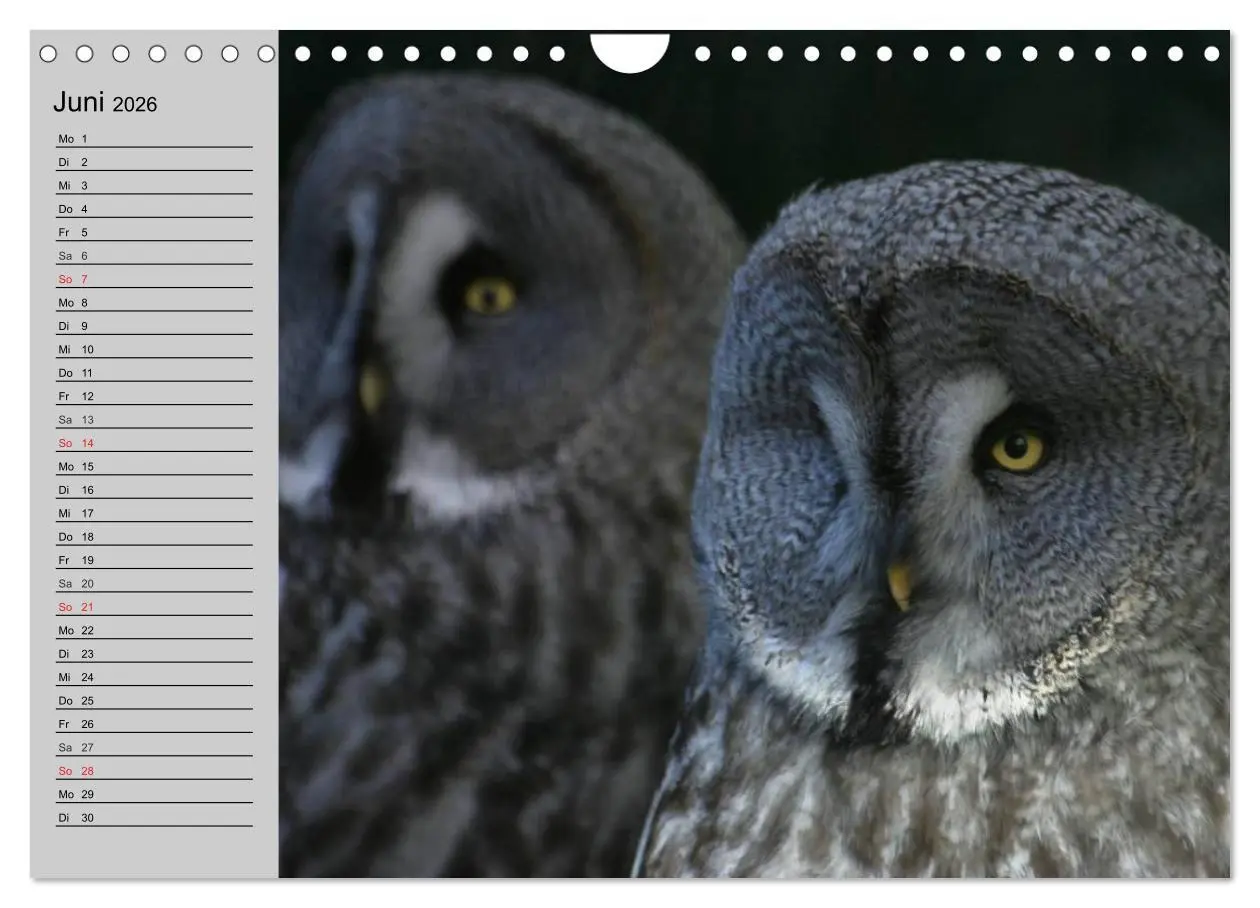 Bild: 9783457997468 | Eulen. Gefiederte Weisheit (Wandkalender 2026 DIN A4 quer),...