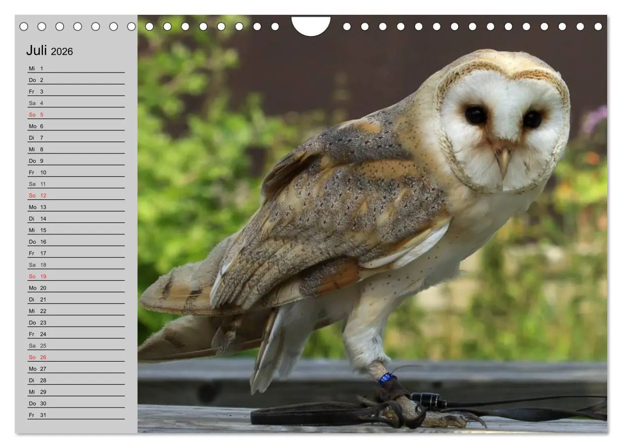 Bild: 9783457997468 | Eulen. Gefiederte Weisheit (Wandkalender 2026 DIN A4 quer),...