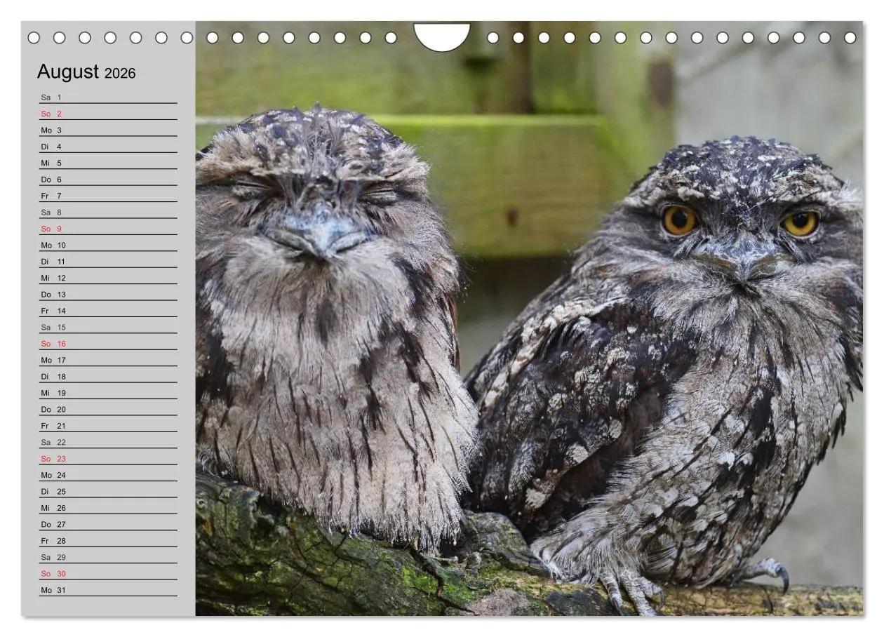 Bild: 9783457997468 | Eulen. Gefiederte Weisheit (Wandkalender 2026 DIN A4 quer),...