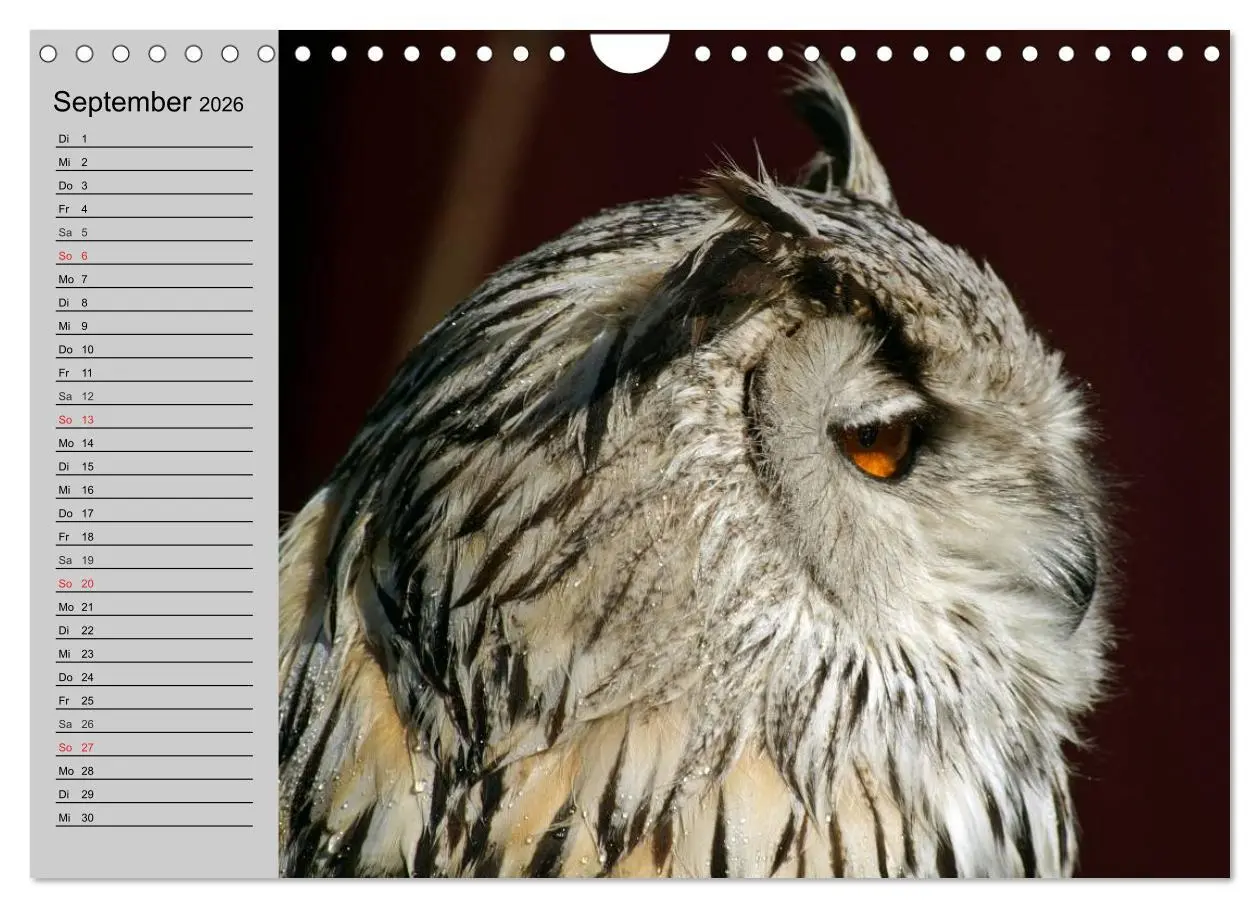 Bild: 9783457997468 | Eulen. Gefiederte Weisheit (Wandkalender 2026 DIN A4 quer),...