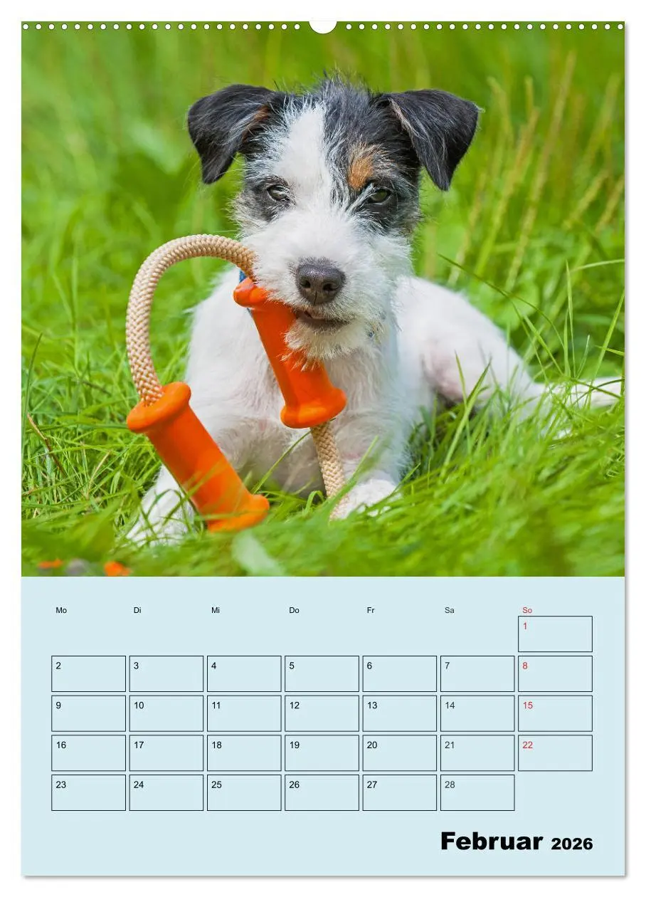 Bild: 9783516387568 | Familienplaner Jack und Parson Russell Terrier (Wandkalender 2026...