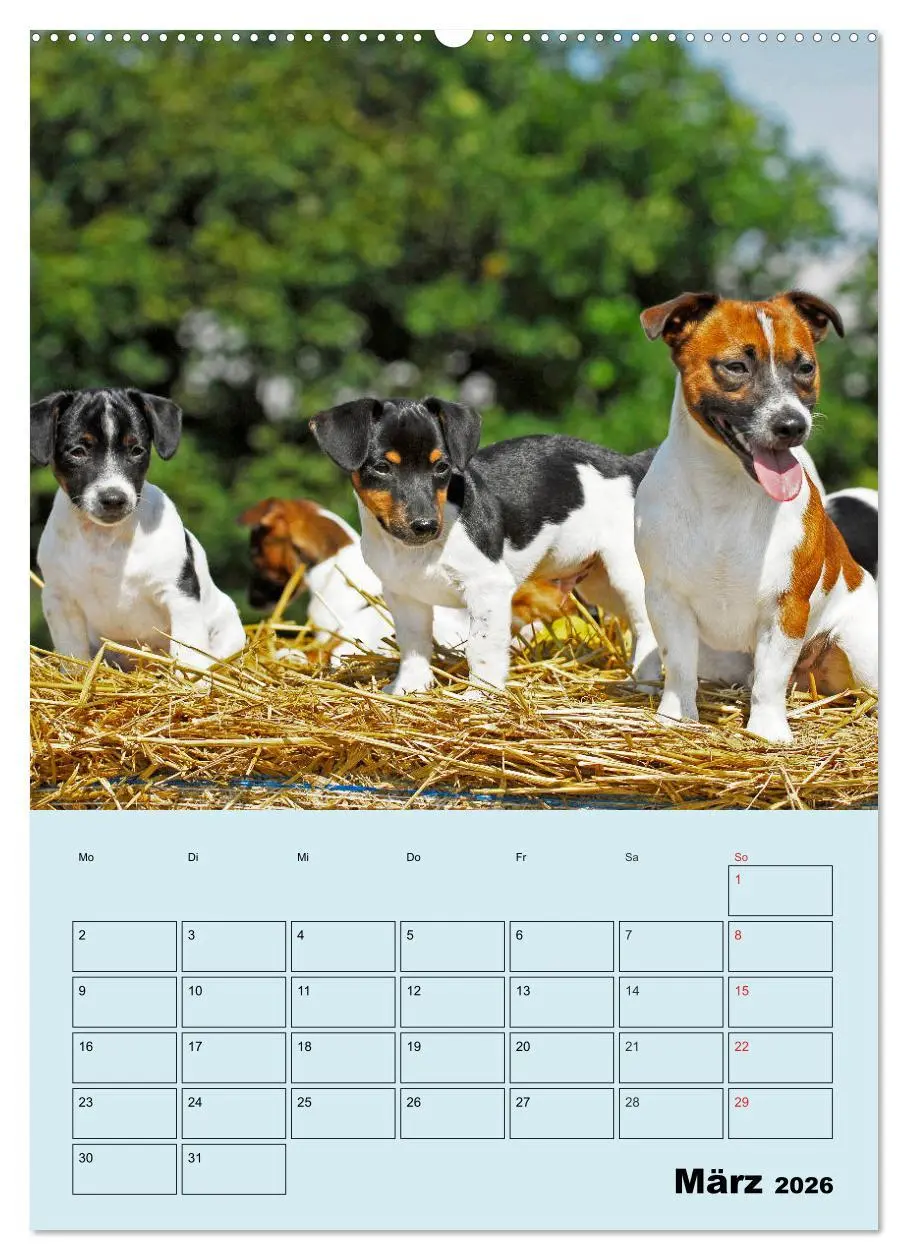 Bild: 9783516387568 | Familienplaner Jack und Parson Russell Terrier (Wandkalender 2026...