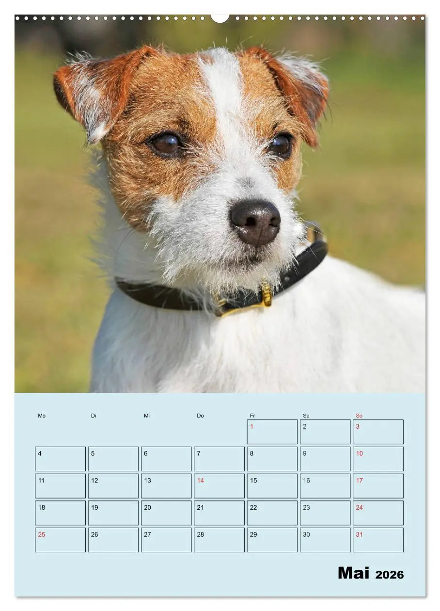 Bild: 9783516387568 | Familienplaner Jack und Parson Russell Terrier (Wandkalender 2026...