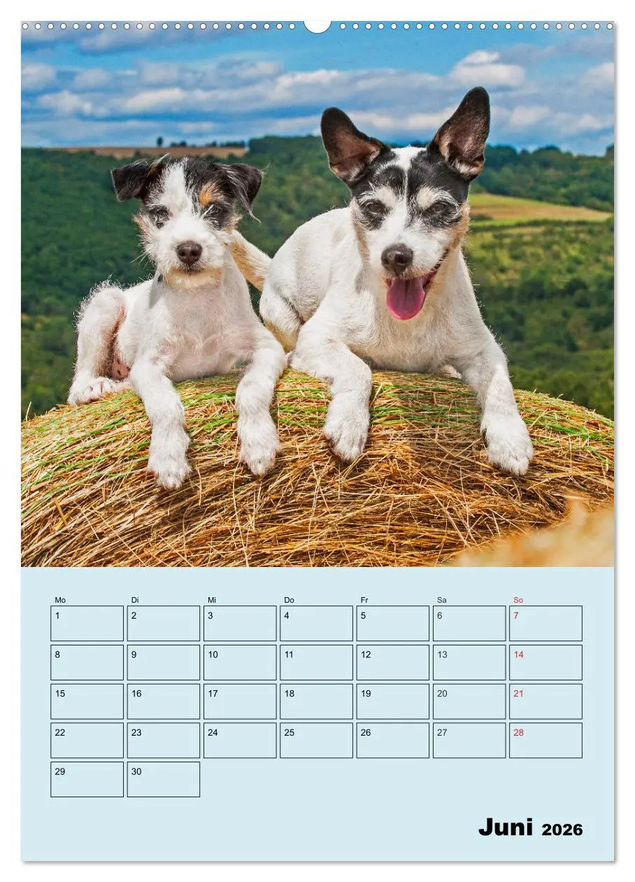Bild: 9783516387568 | Familienplaner Jack und Parson Russell Terrier (Wandkalender 2026...