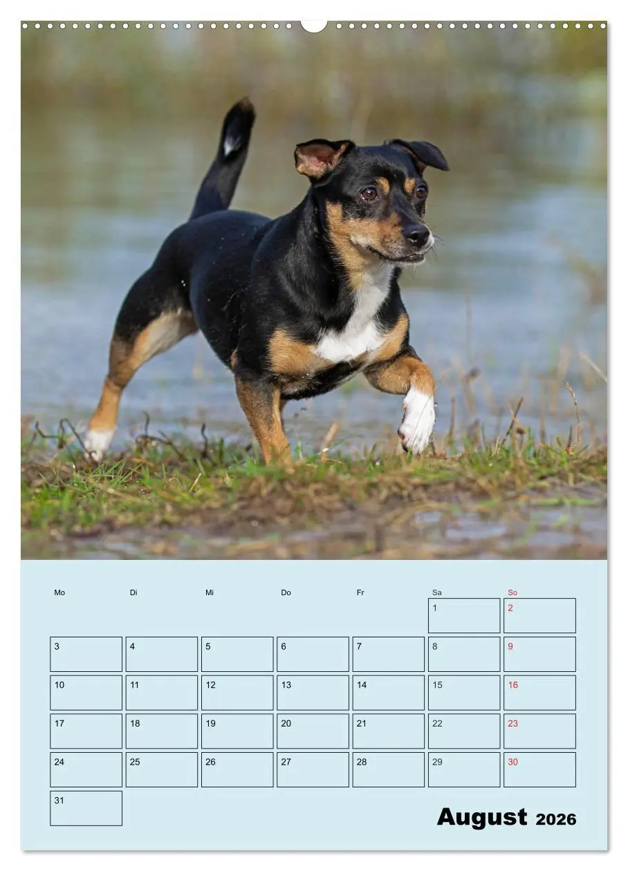 Bild: 9783516387568 | Familienplaner Jack und Parson Russell Terrier (Wandkalender 2026...