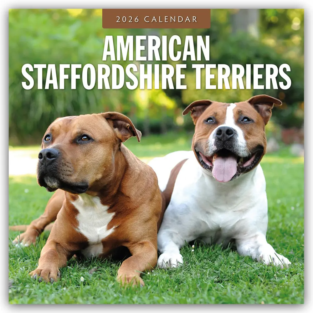 Cover: 9781804427668 | American Staffordshire Terriers - American Staffordshire Terrier...