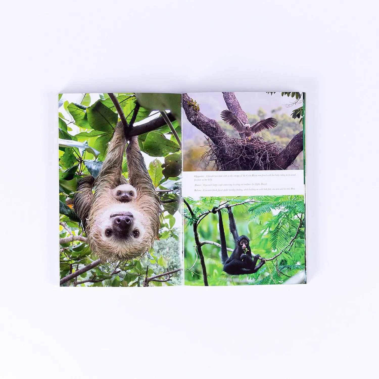 Bild: 9780008477868 | Living Planet | The Web of Life on Earth | David Attenborough | Buch