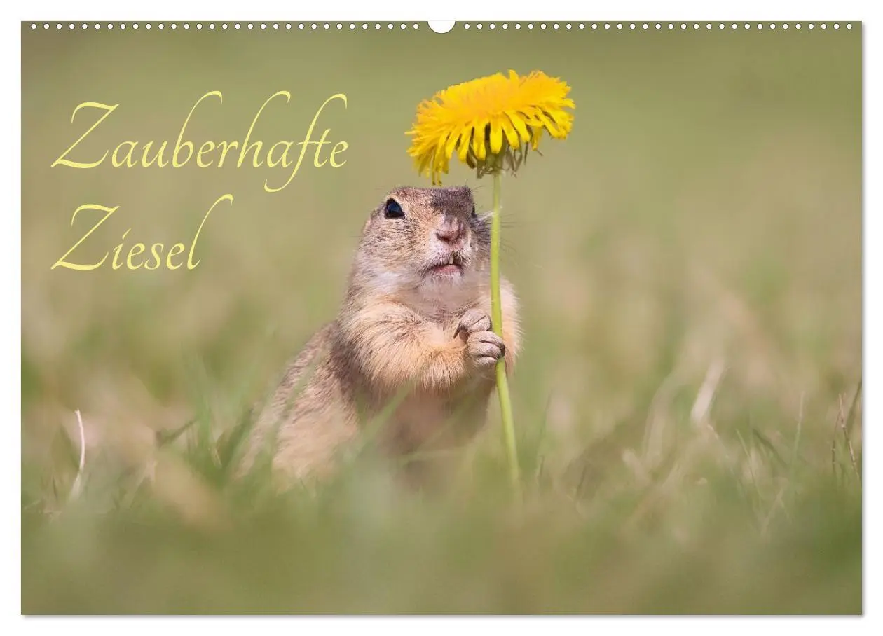 Cover: 9783516597868 | Zauberhafte Ziesel (Wandkalender 2026 DIN A2 quer), CALVENDO...