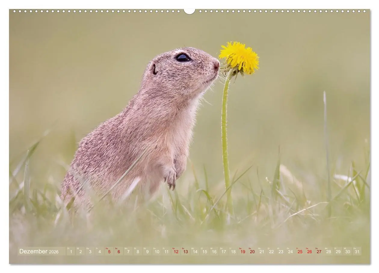 Bild: 9783516597868 | Zauberhafte Ziesel (Wandkalender 2026 DIN A2 quer), CALVENDO...