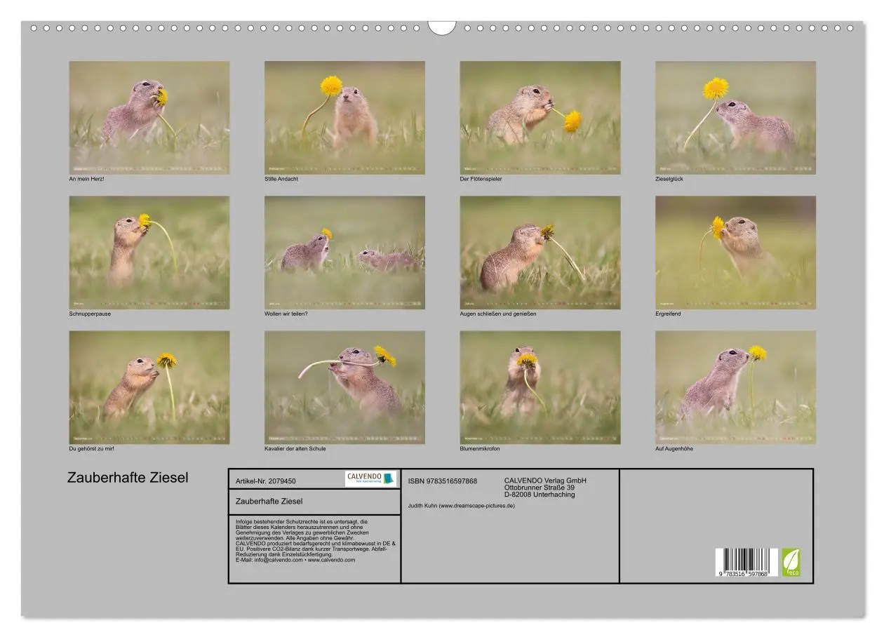 Bild: 9783516597868 | Zauberhafte Ziesel (Wandkalender 2026 DIN A2 quer), CALVENDO...