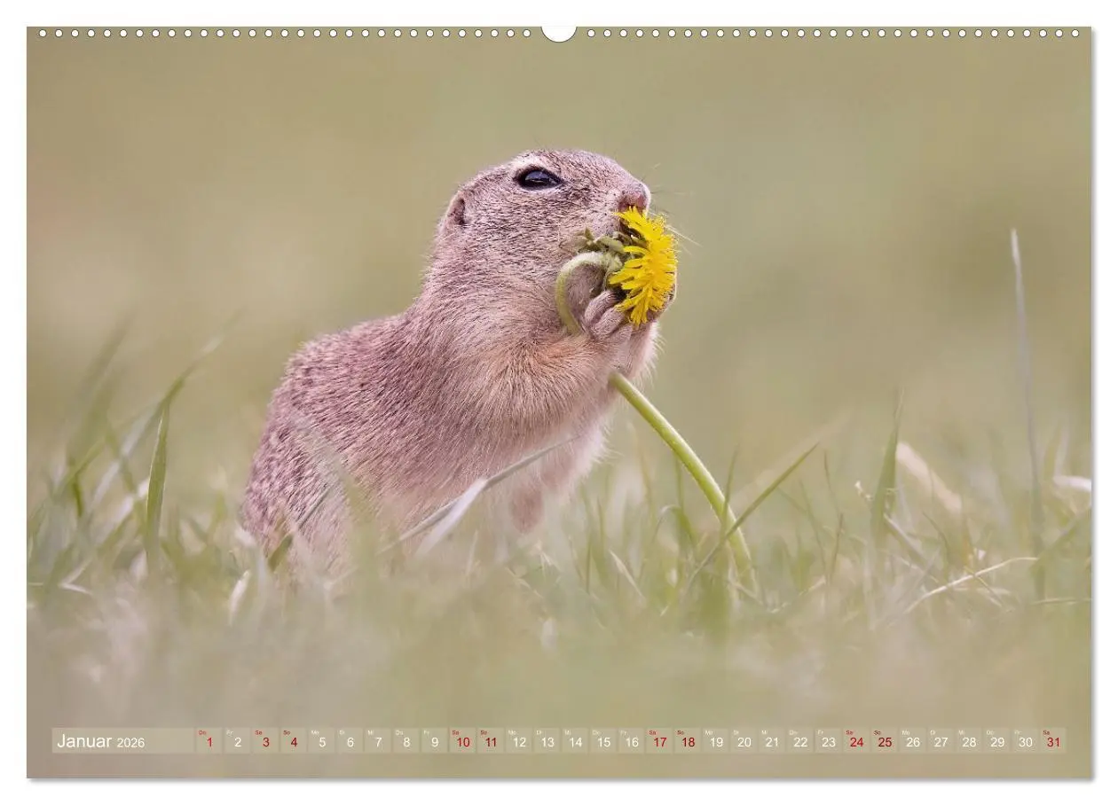 Bild: 9783516597868 | Zauberhafte Ziesel (Wandkalender 2026 DIN A2 quer), CALVENDO...