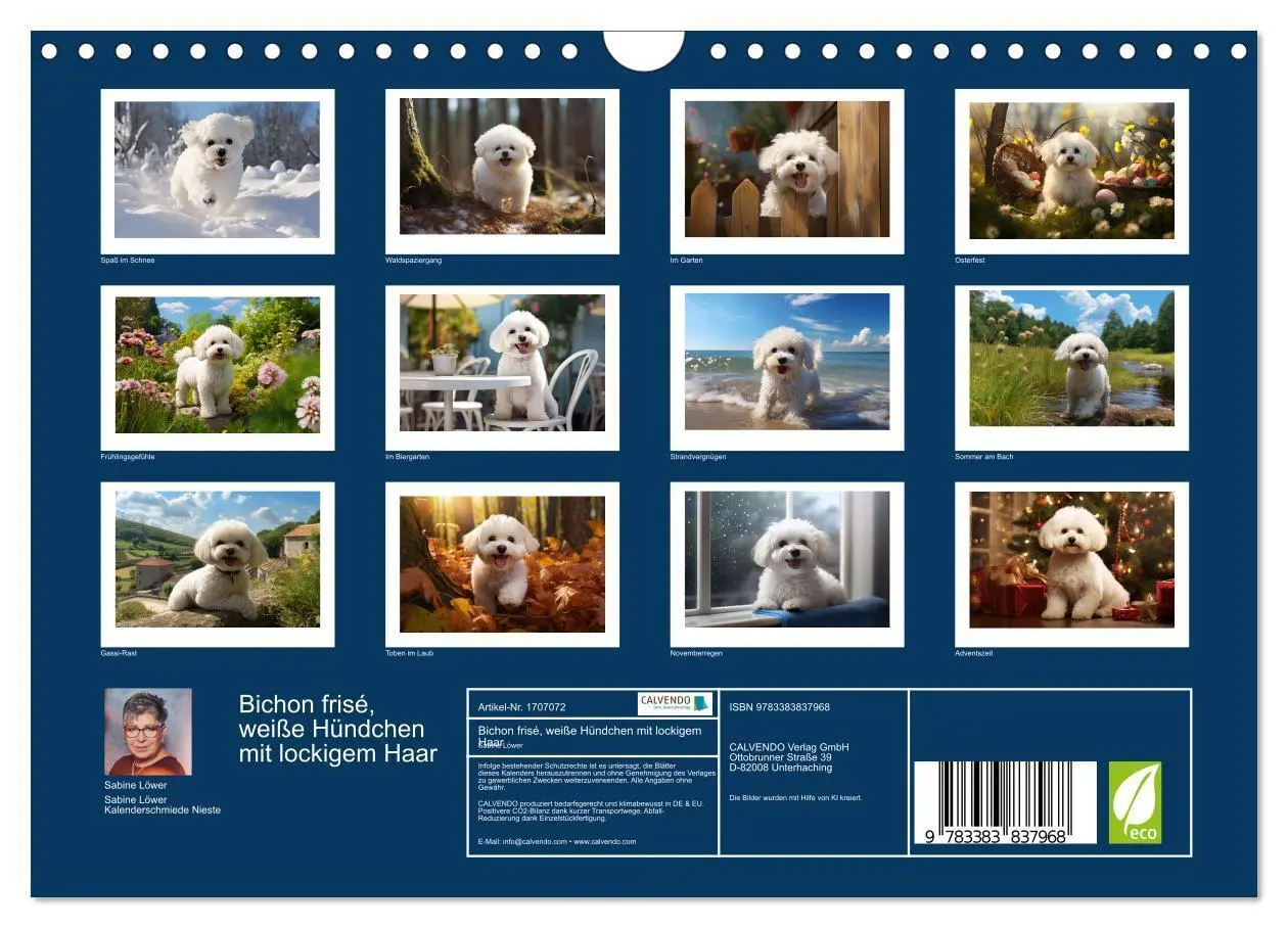 Bild: 9783383837968 | Bichon frisé, weiße Hündchen mit lockigem Haar (Wandkalender 2025...
