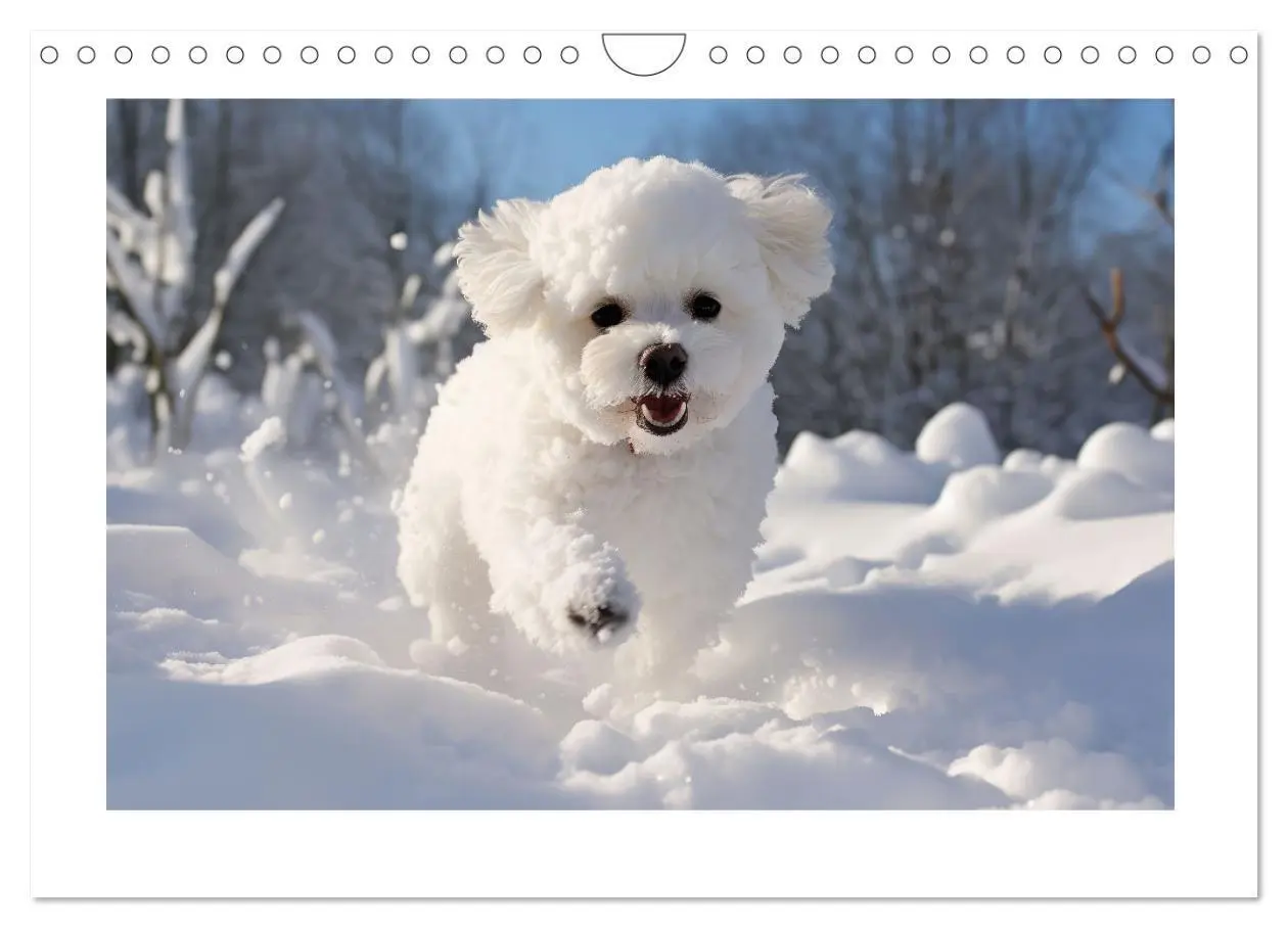 Bild: 9783383837968 | Bichon frisé, weiße Hündchen mit lockigem Haar (Wandkalender 2025...