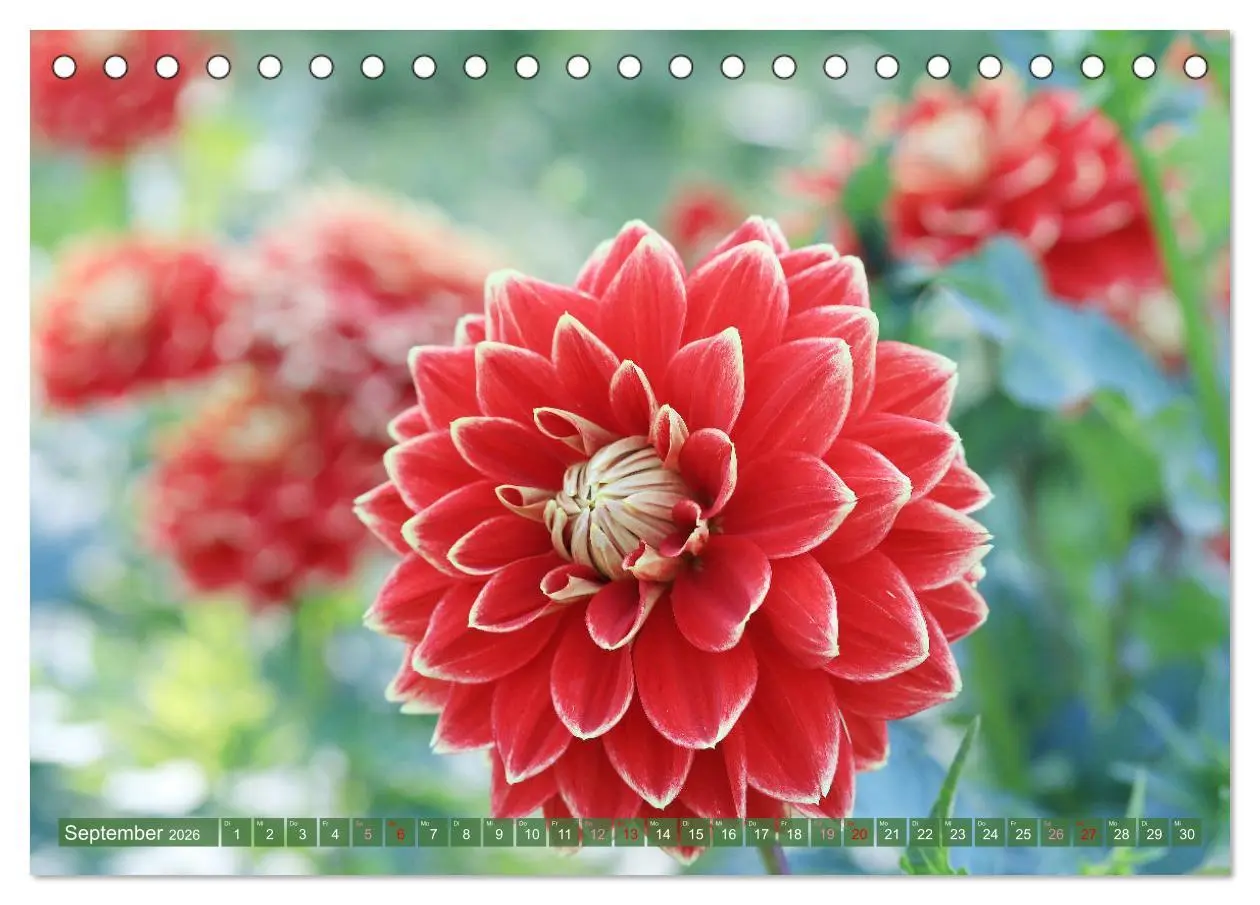 Bild: 9783457257968 | Blumen - Eine bunte Mischung (Tischkalender 2026 DIN A5 quer),...