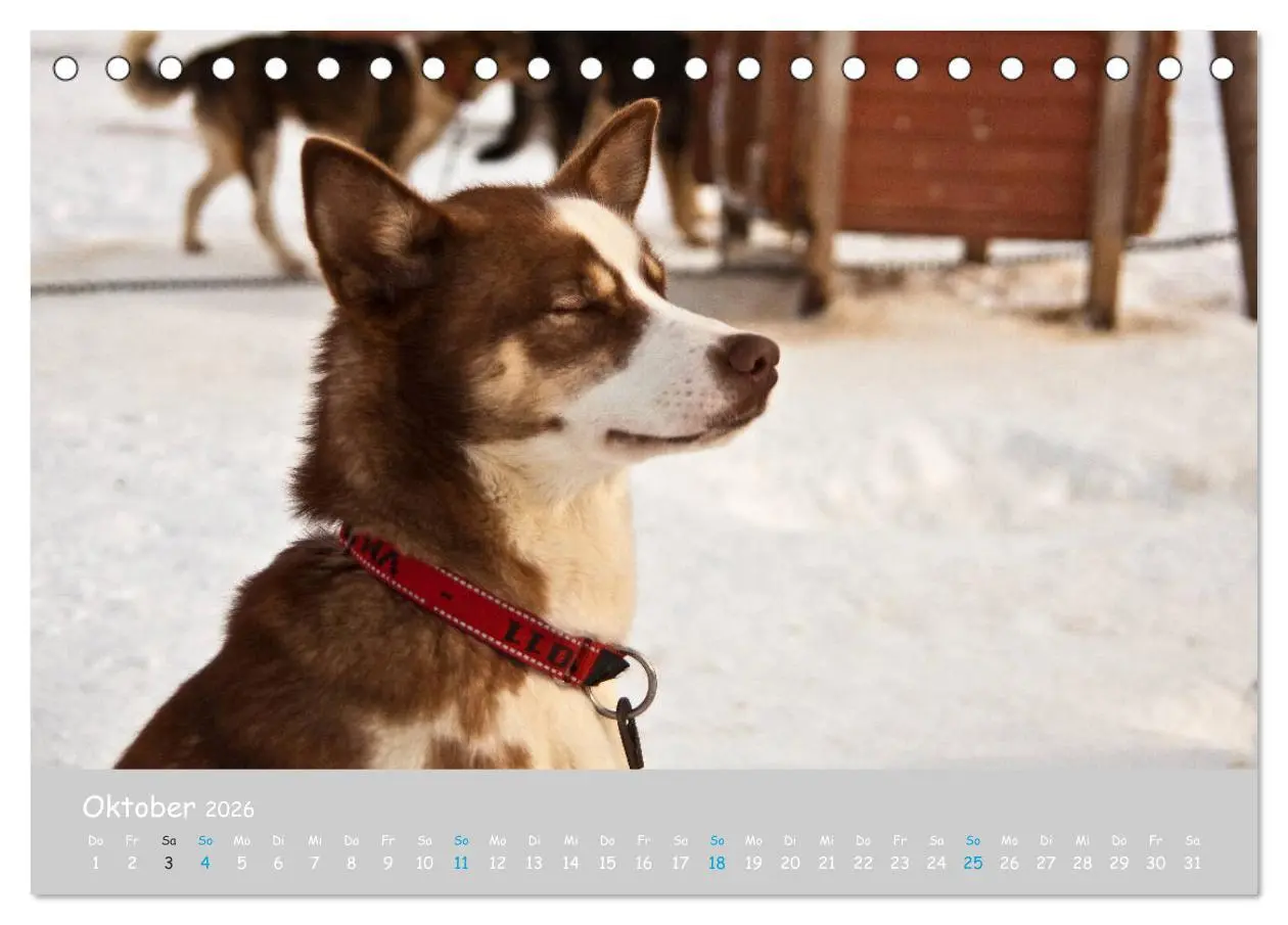 Bild: 9783457768068 | Alaskan Huskies (Tischkalender 2026 DIN A5 quer), CALVENDO...