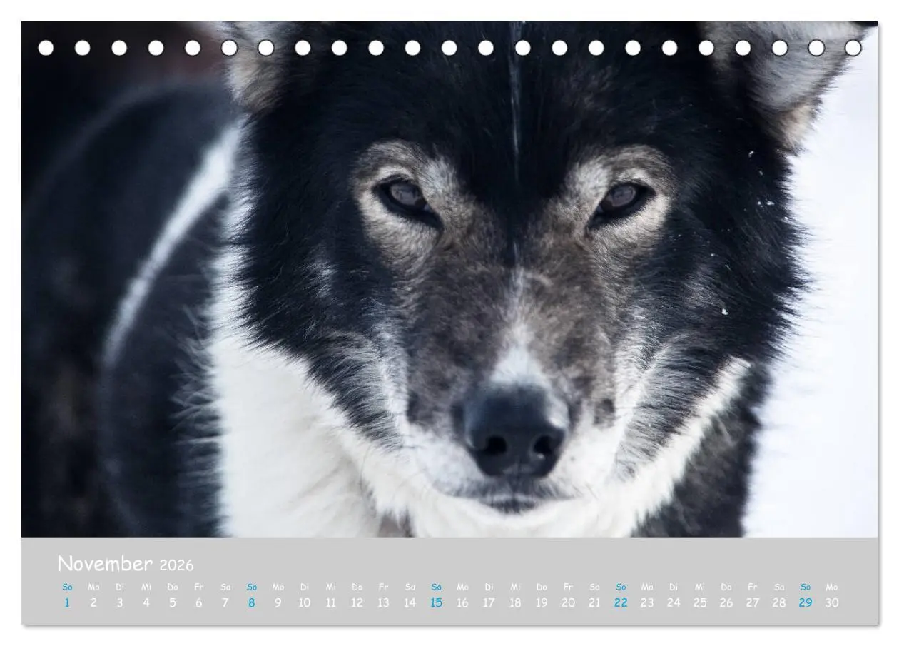 Bild: 9783457768068 | Alaskan Huskies (Tischkalender 2026 DIN A5 quer), CALVENDO...