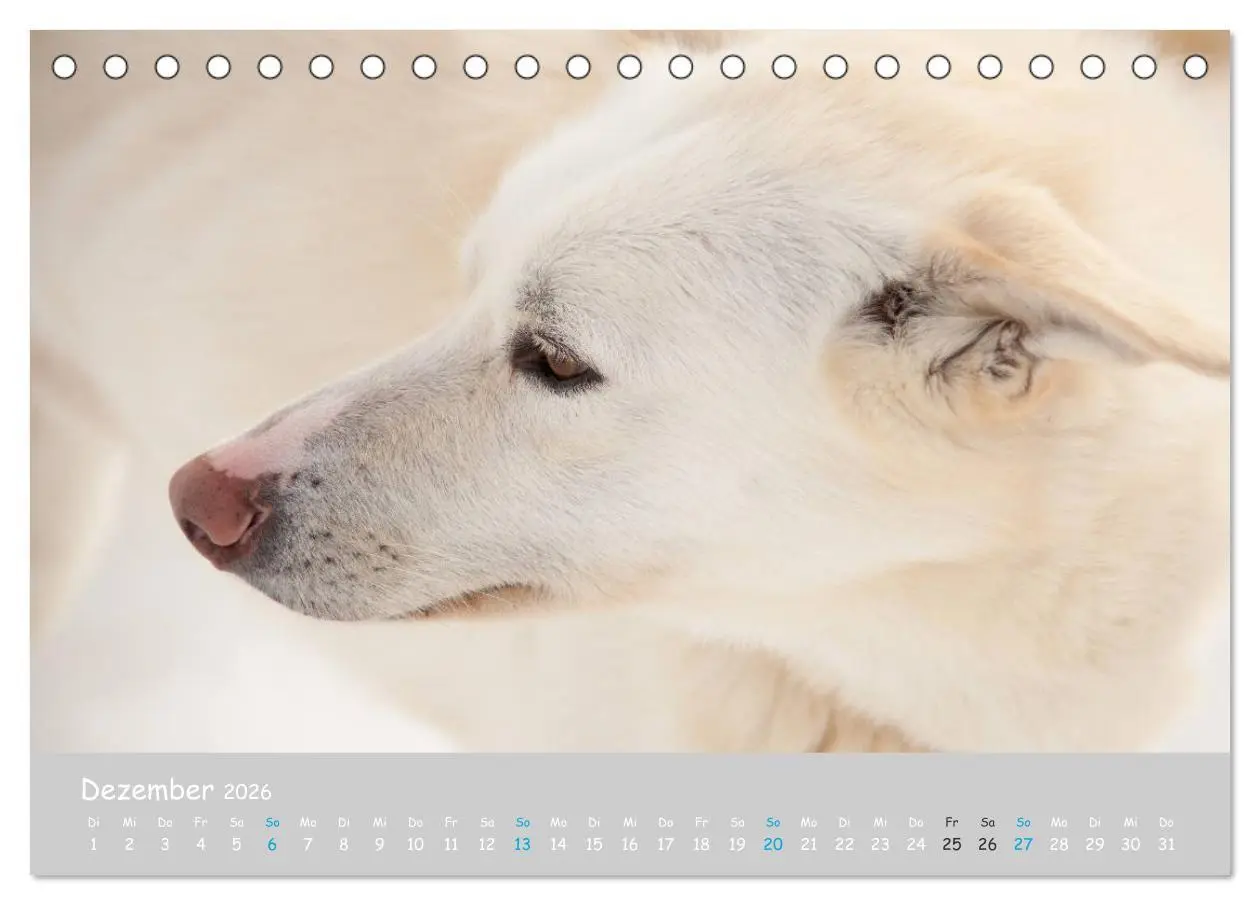 Bild: 9783457768068 | Alaskan Huskies (Tischkalender 2026 DIN A5 quer), CALVENDO...