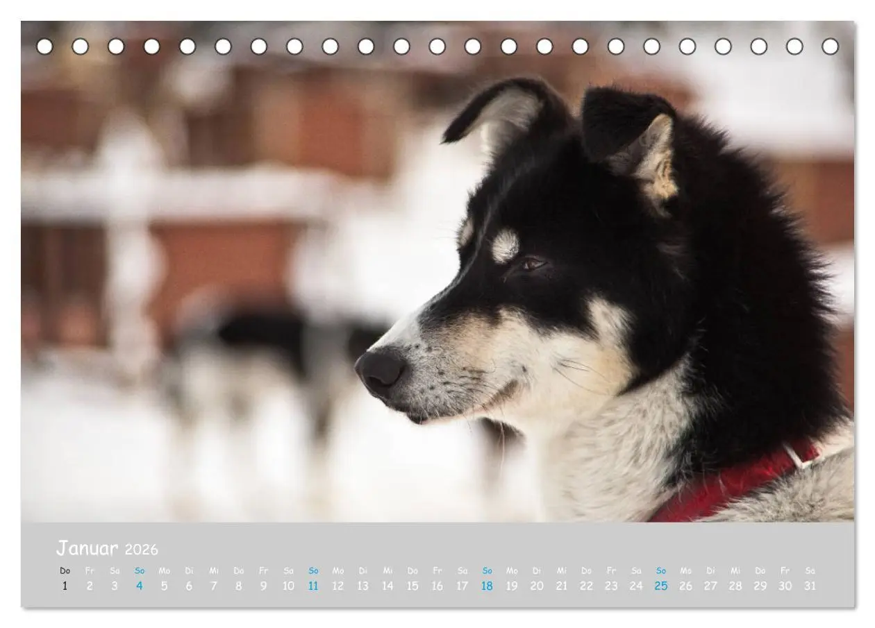 Bild: 9783457768068 | Alaskan Huskies (Tischkalender 2026 DIN A5 quer), CALVENDO...
