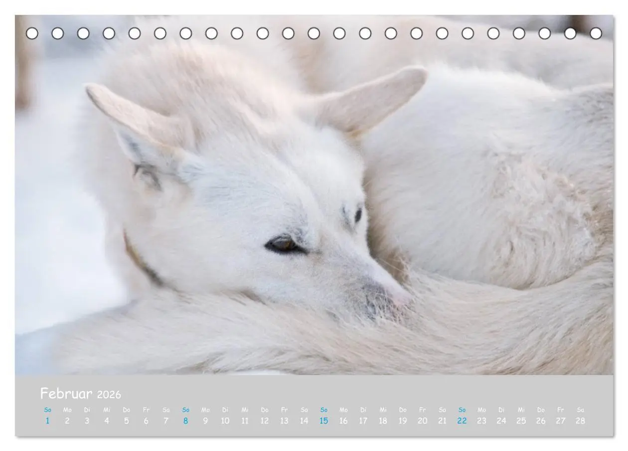 Bild: 9783457768068 | Alaskan Huskies (Tischkalender 2026 DIN A5 quer), CALVENDO...
