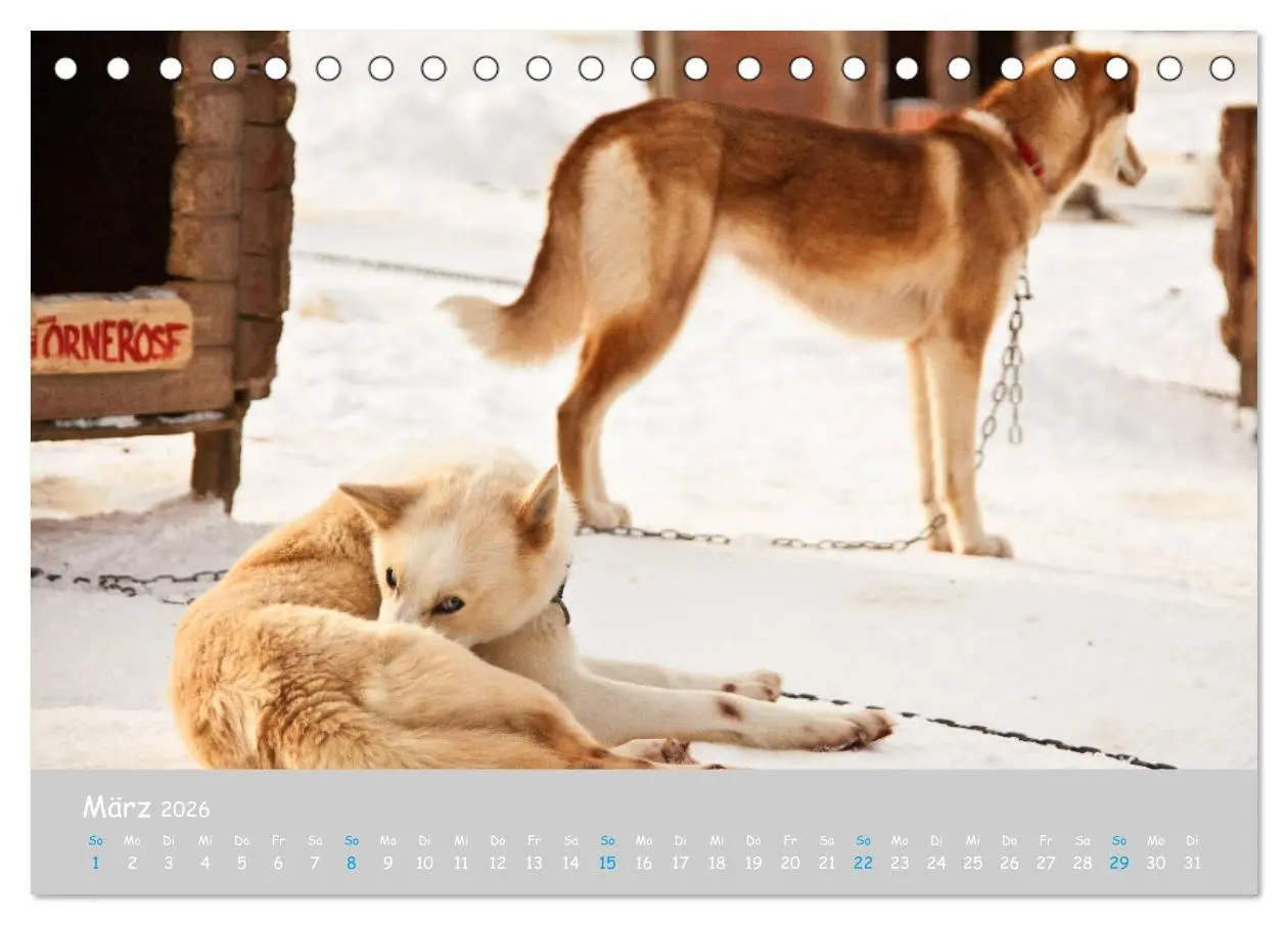 Bild: 9783457768068 | Alaskan Huskies (Tischkalender 2026 DIN A5 quer), CALVENDO...