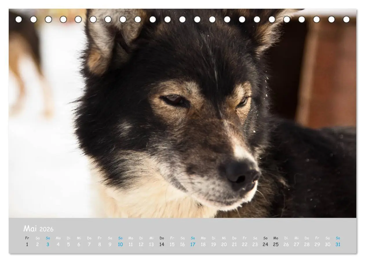 Bild: 9783457768068 | Alaskan Huskies (Tischkalender 2026 DIN A5 quer), CALVENDO...
