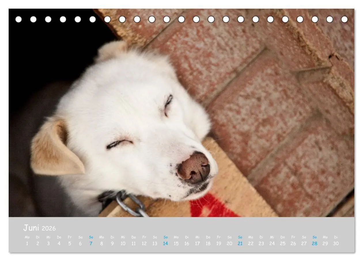 Bild: 9783457768068 | Alaskan Huskies (Tischkalender 2026 DIN A5 quer), CALVENDO...