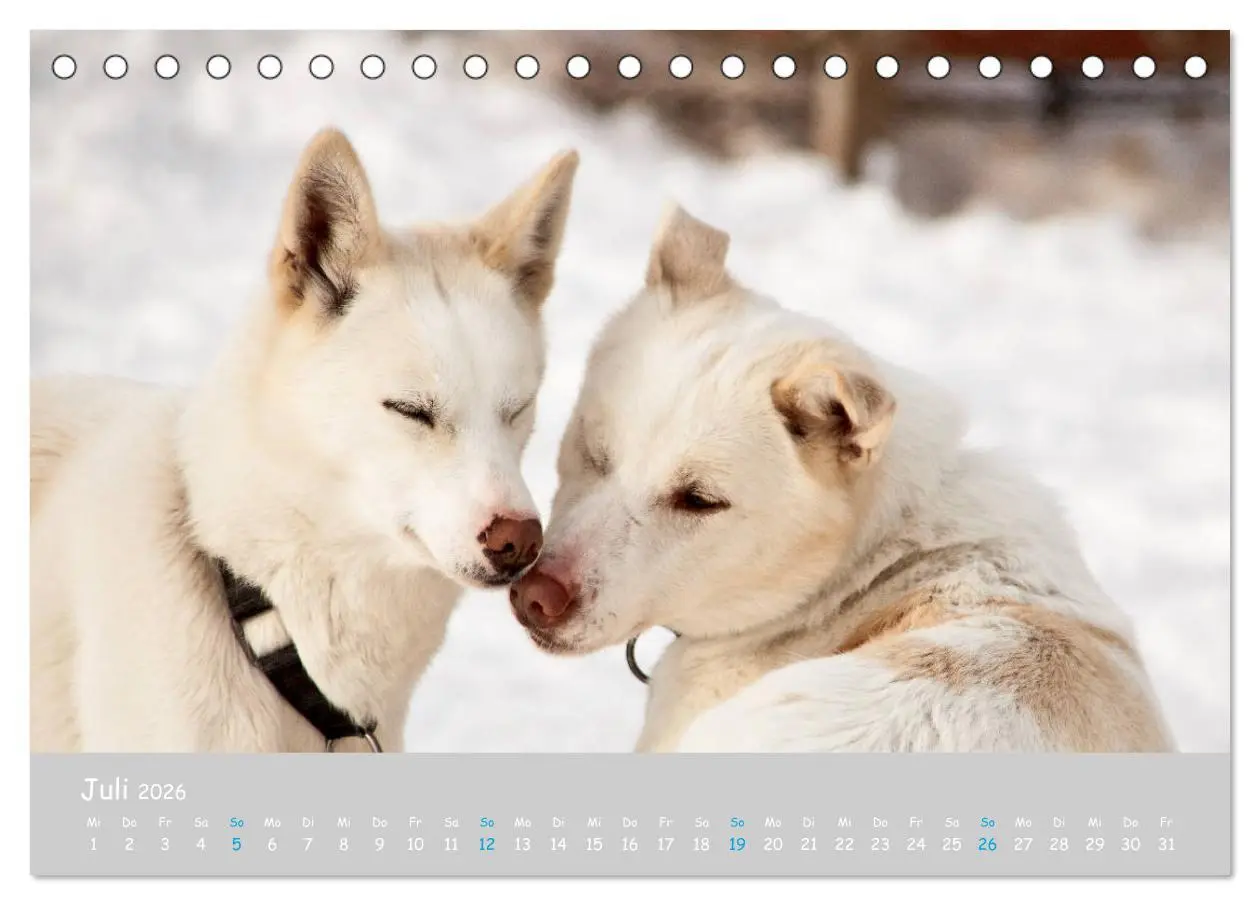 Bild: 9783457768068 | Alaskan Huskies (Tischkalender 2026 DIN A5 quer), CALVENDO...