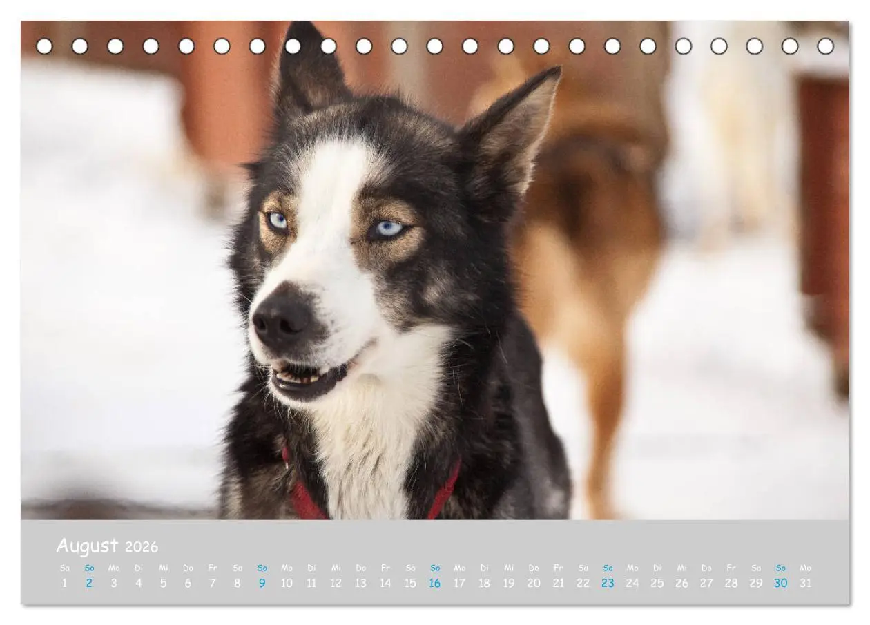 Bild: 9783457768068 | Alaskan Huskies (Tischkalender 2026 DIN A5 quer), CALVENDO...