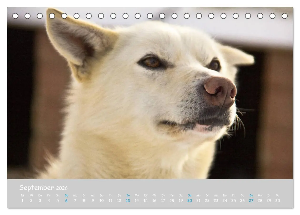 Bild: 9783457768068 | Alaskan Huskies (Tischkalender 2026 DIN A5 quer), CALVENDO...