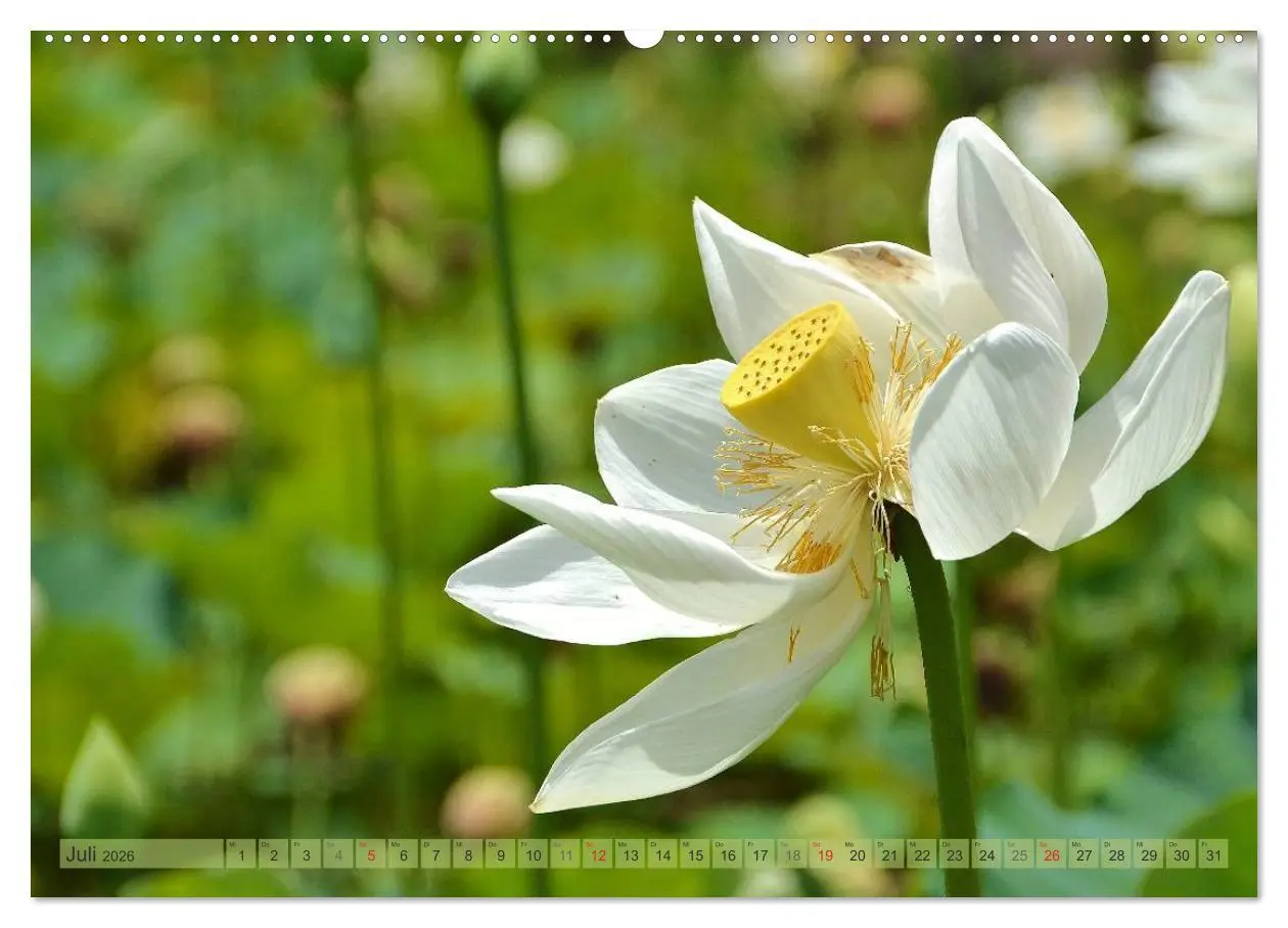 Bild: 9783516238068 | Träum dich nach Mauritius (hochwertiger Premium Wandkalender 2026...