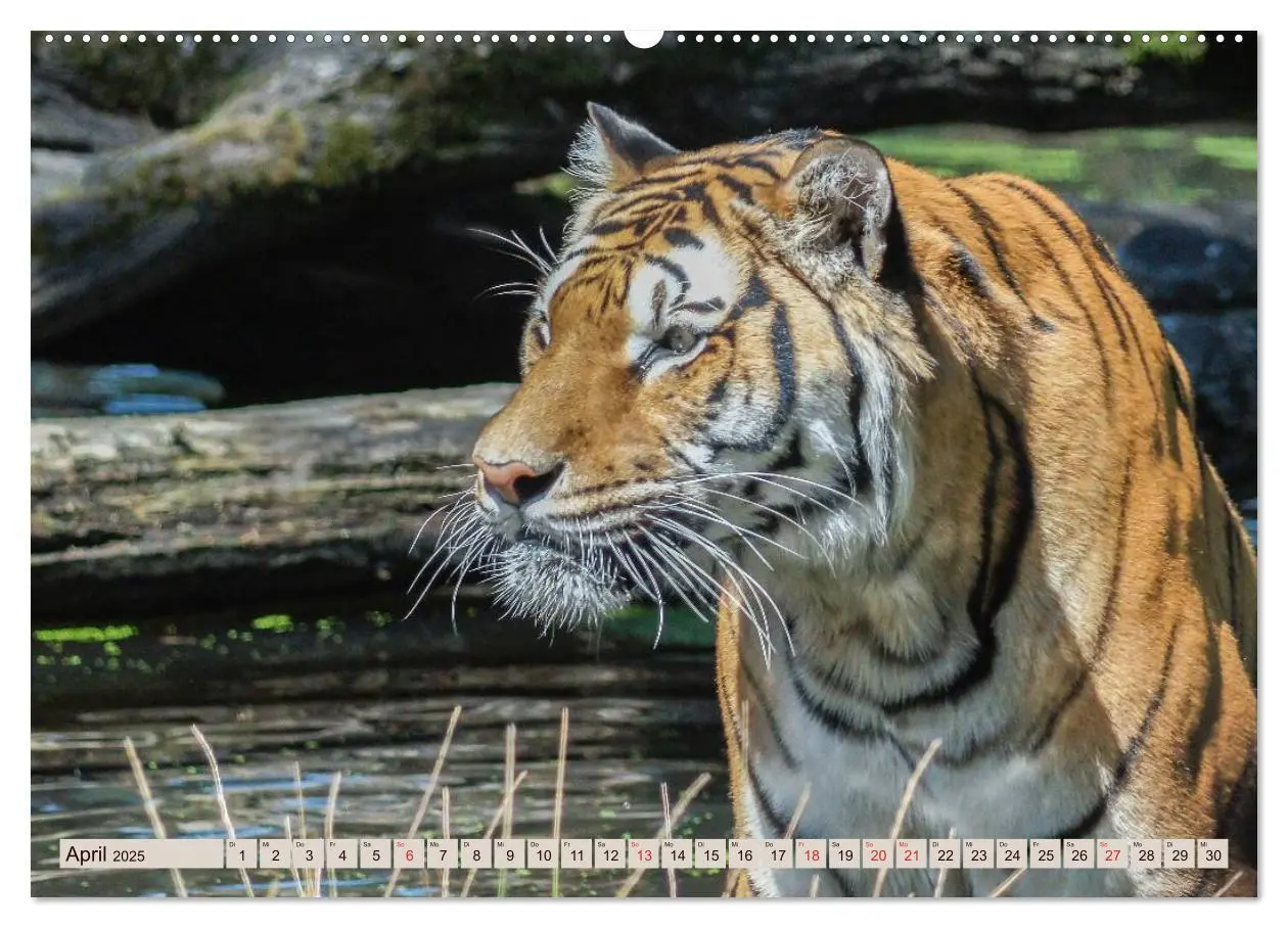 Bild: 9783435738168 | Tiger. Gestreift, wild u. schön (Wandkalender 2025 DIN A2 quer),...