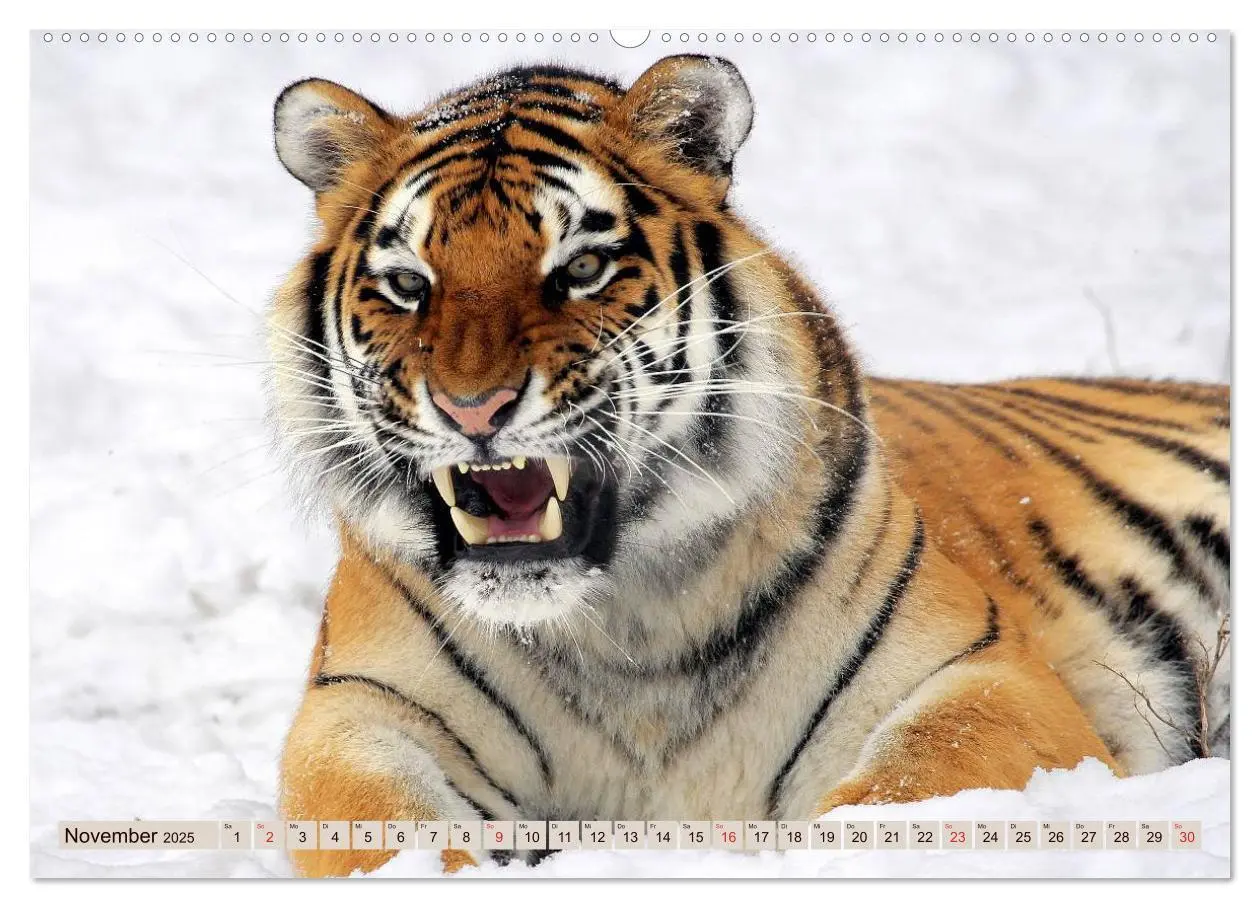 Bild: 9783435738168 | Tiger. Gestreift, wild u. schön (Wandkalender 2025 DIN A2 quer),...