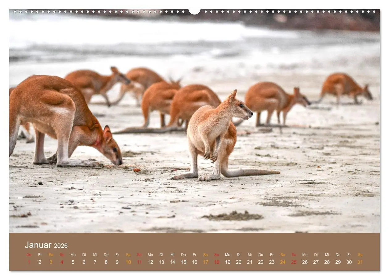 Bild: 9783457678268 | Australien, tierischer Kontinent (hochwertiger Premium Wandkalender...