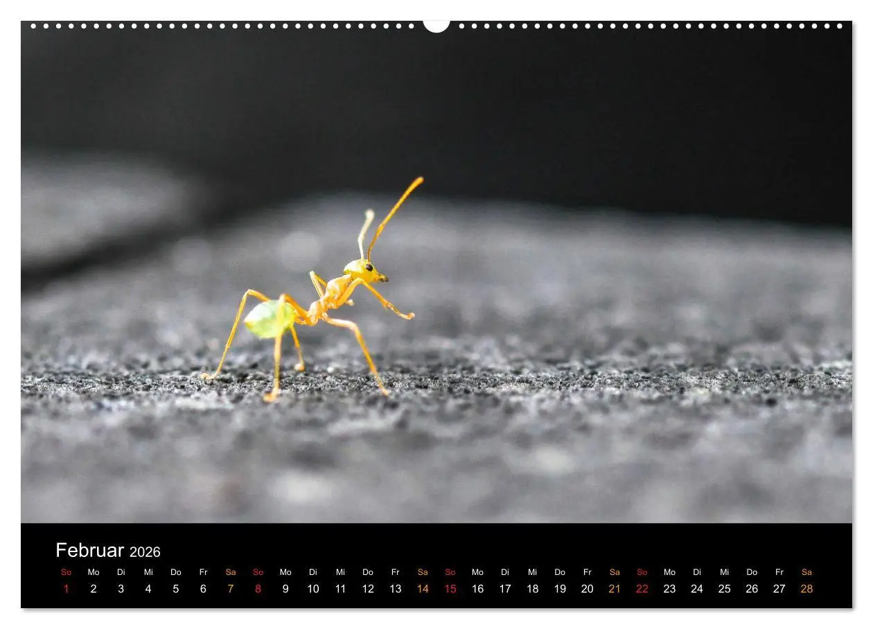 Bild: 9783457678268 | Australien, tierischer Kontinent (hochwertiger Premium Wandkalender...