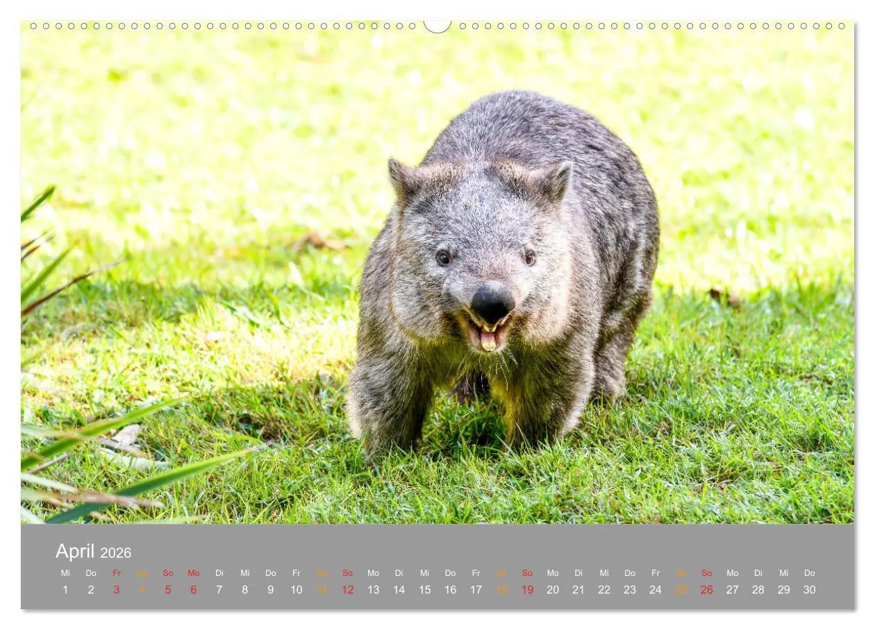 Bild: 9783457678268 | Australien, tierischer Kontinent (hochwertiger Premium Wandkalender...