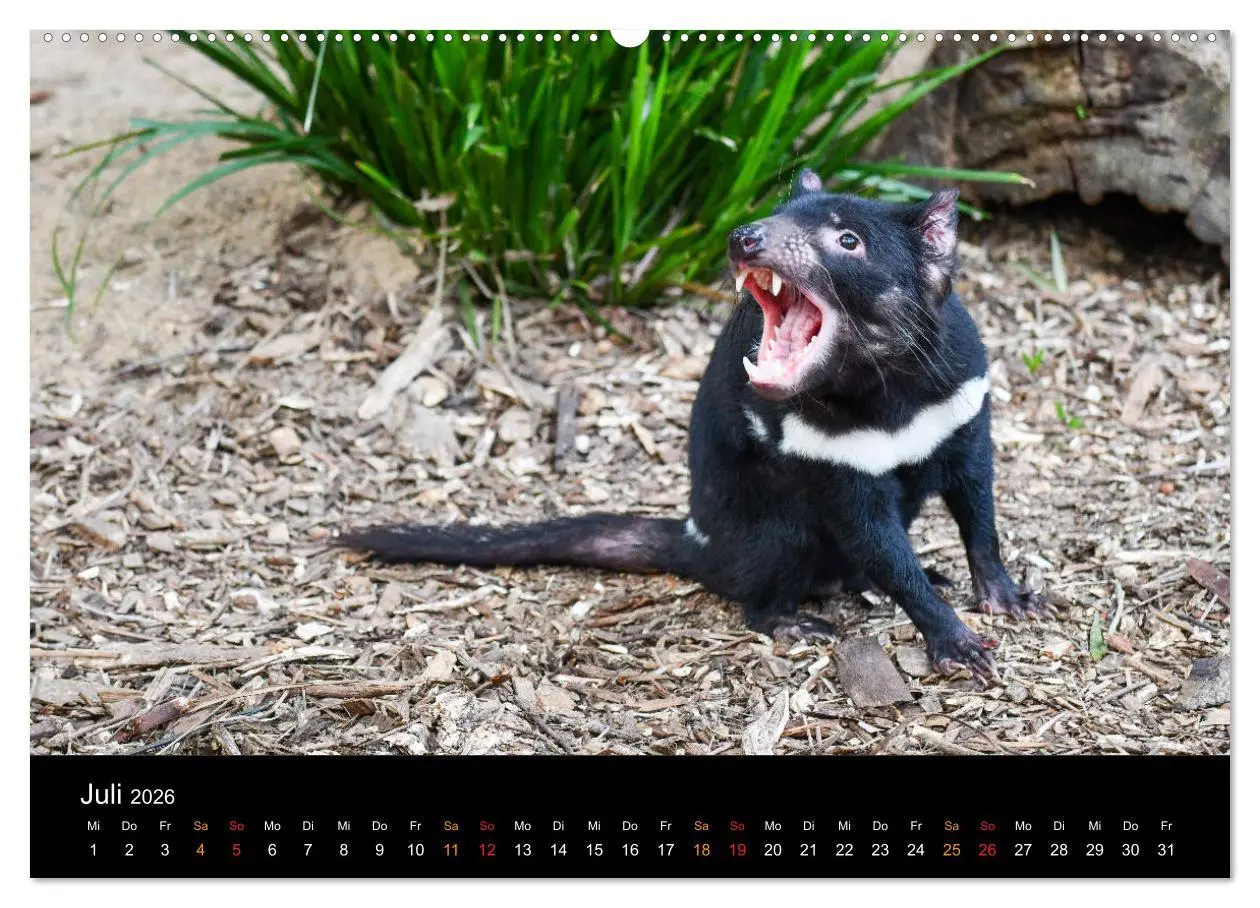 Bild: 9783457678268 | Australien, tierischer Kontinent (hochwertiger Premium Wandkalender...