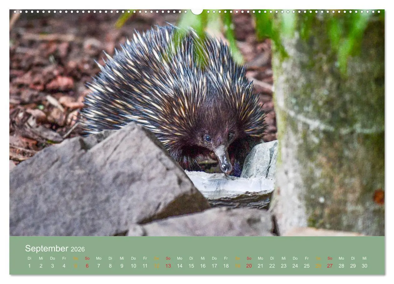 Bild: 9783457678268 | Australien, tierischer Kontinent (hochwertiger Premium Wandkalender...