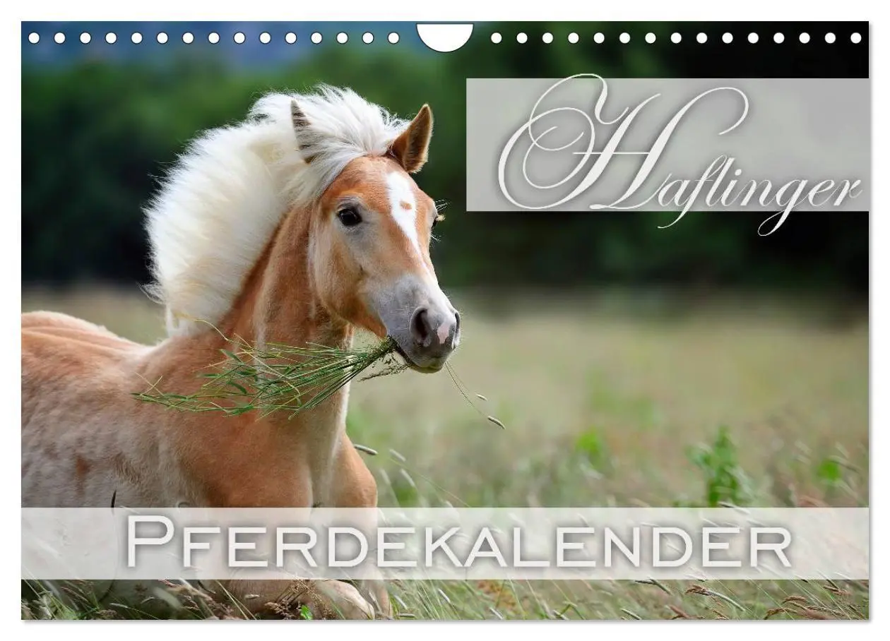 Cover: 9783516148268 | Haflinger / Geburtstagskalender (Wandkalender 2026 DIN A4 quer),...