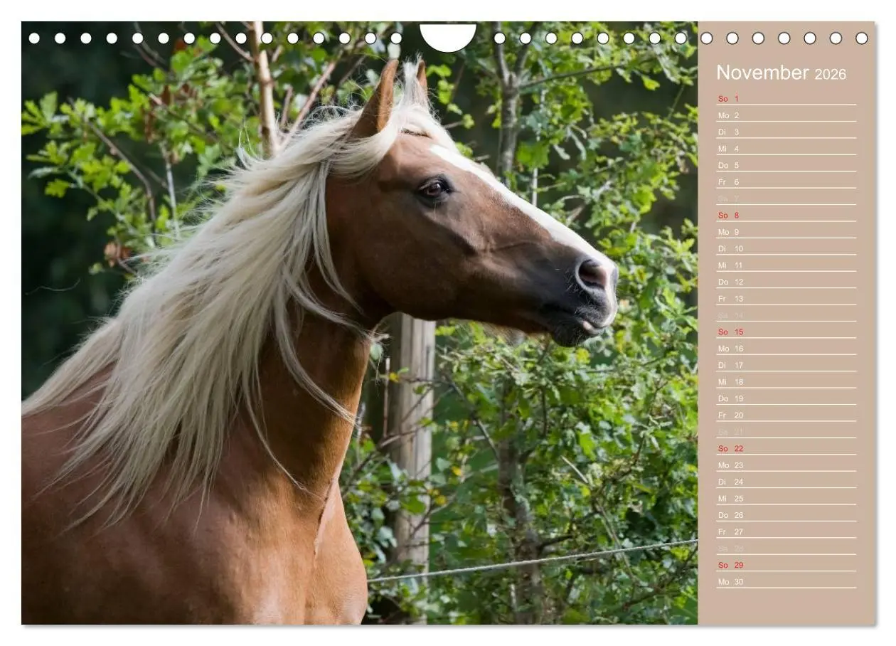 Bild: 9783516148268 | Haflinger / Geburtstagskalender (Wandkalender 2026 DIN A4 quer),...