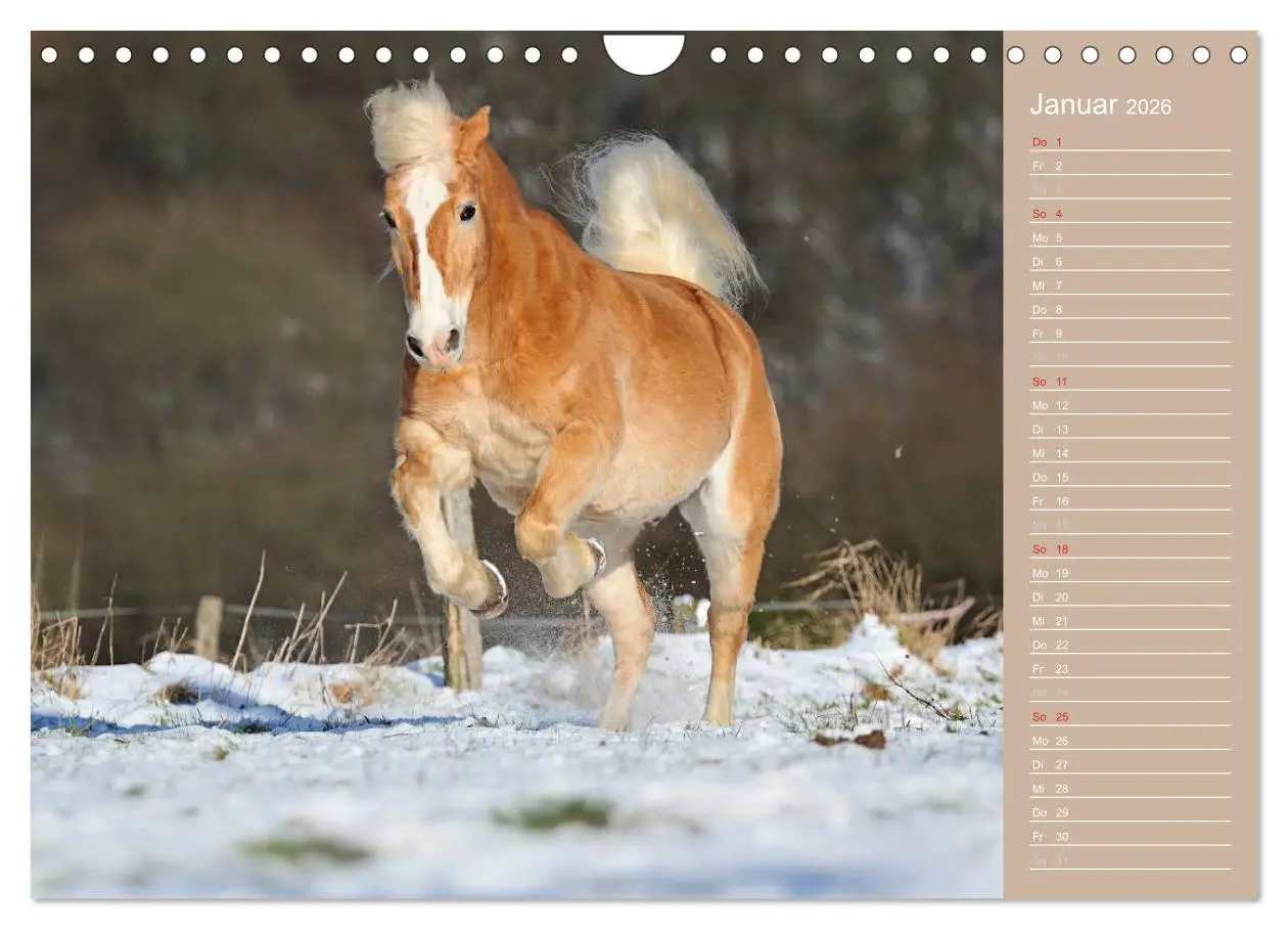 Bild: 9783516148268 | Haflinger / Geburtstagskalender (Wandkalender 2026 DIN A4 quer),...