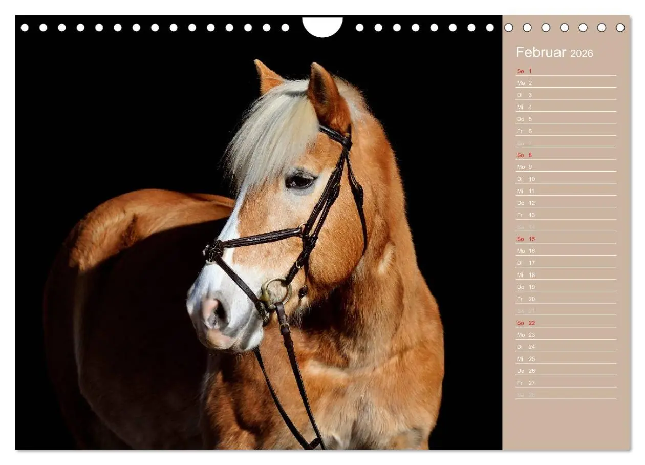 Bild: 9783516148268 | Haflinger / Geburtstagskalender (Wandkalender 2026 DIN A4 quer),...