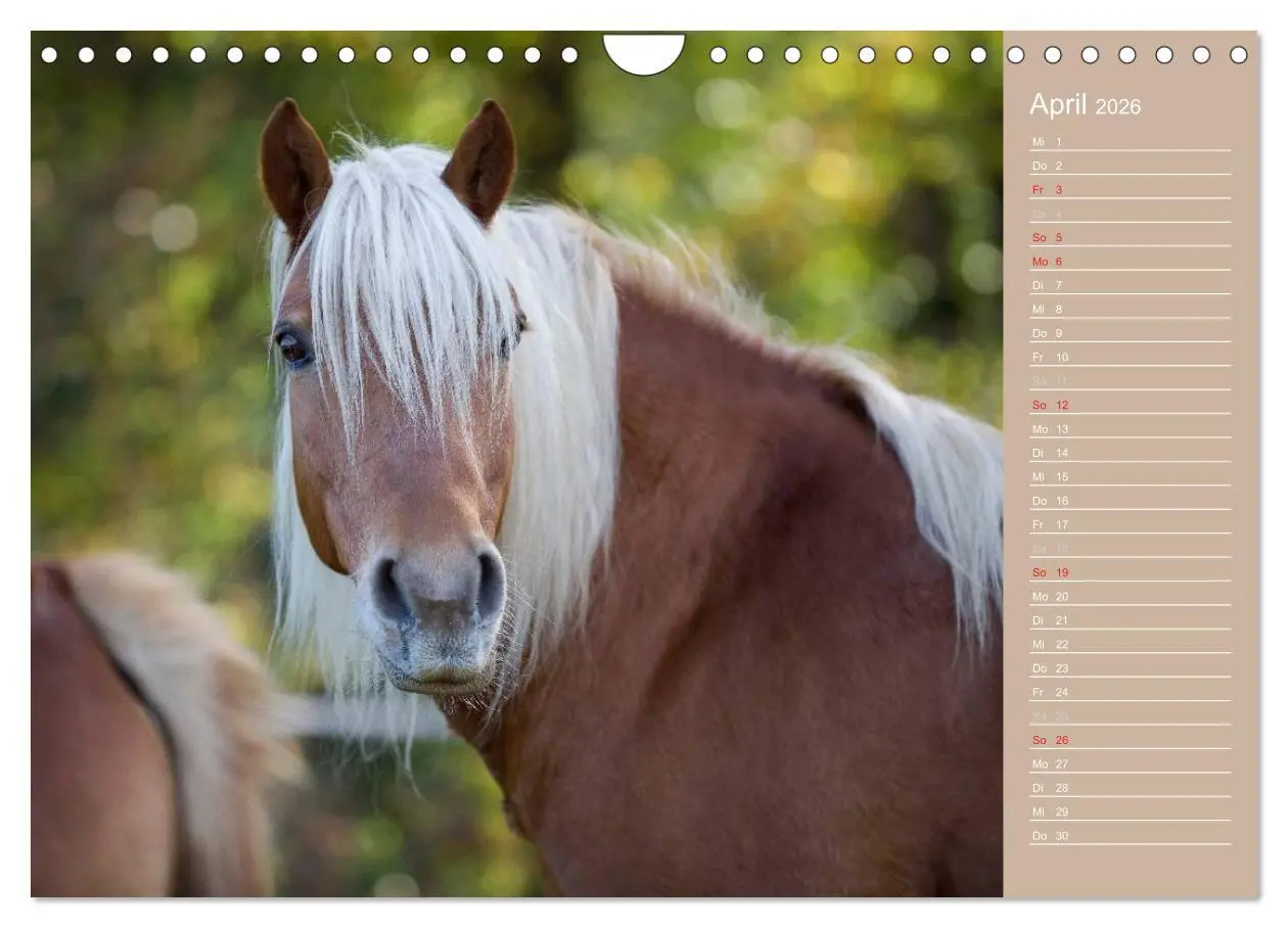 Bild: 9783516148268 | Haflinger / Geburtstagskalender (Wandkalender 2026 DIN A4 quer),...