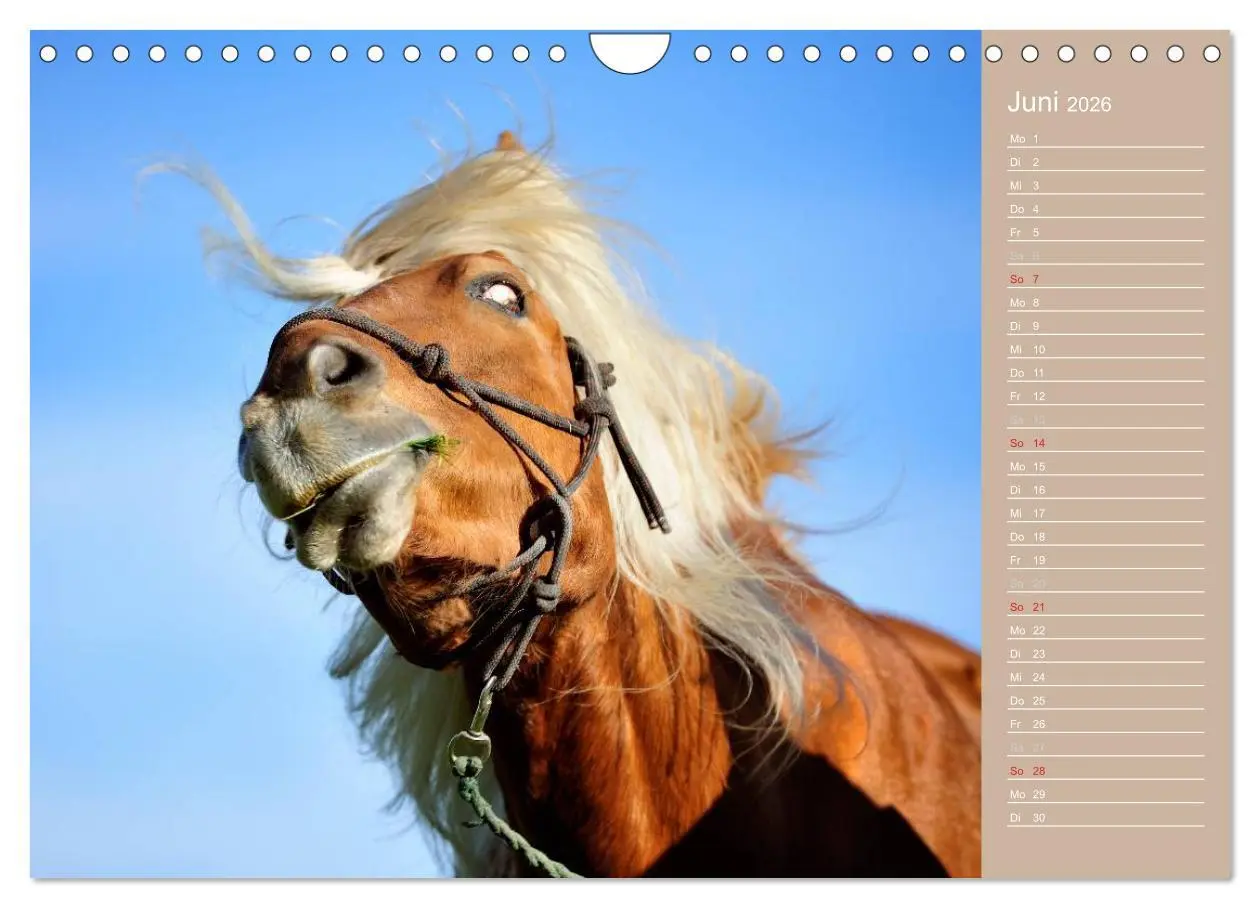 Bild: 9783516148268 | Haflinger / Geburtstagskalender (Wandkalender 2026 DIN A4 quer),...