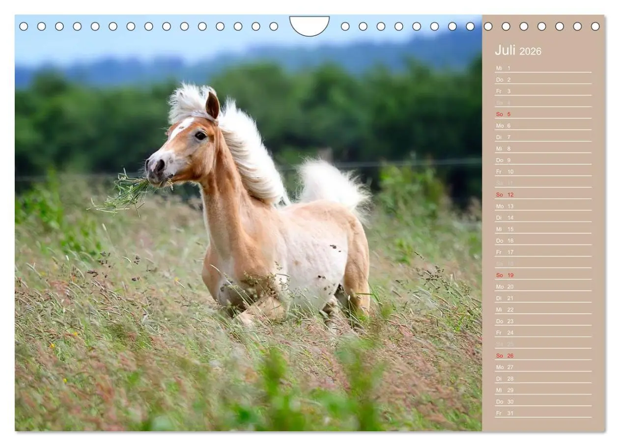 Bild: 9783516148268 | Haflinger / Geburtstagskalender (Wandkalender 2026 DIN A4 quer),...